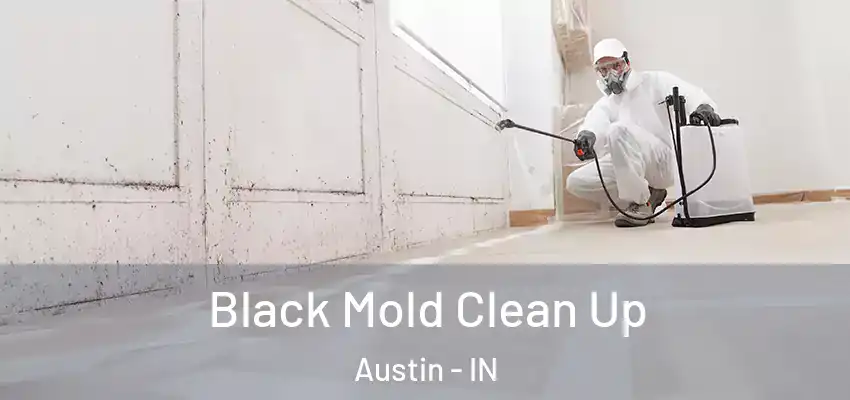 Black Mold Clean Up Austin - IN