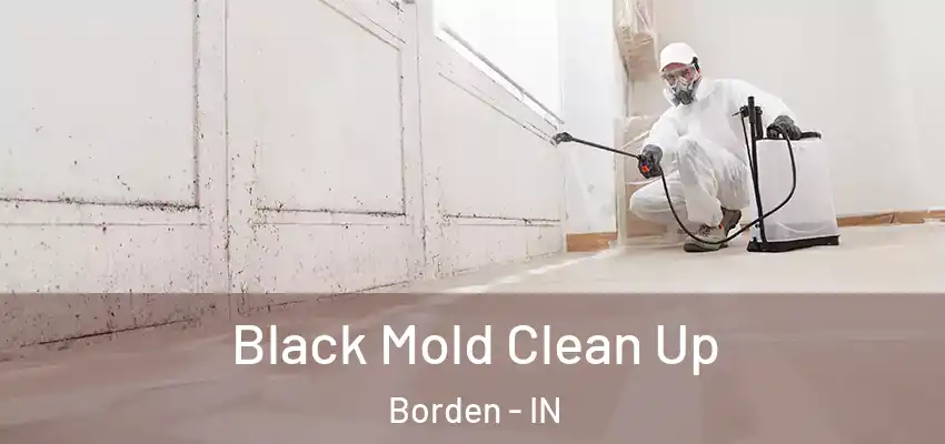  Black Mold Clean Up Borden - IN