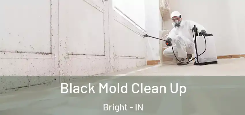  Black Mold Clean Up Bright - IN