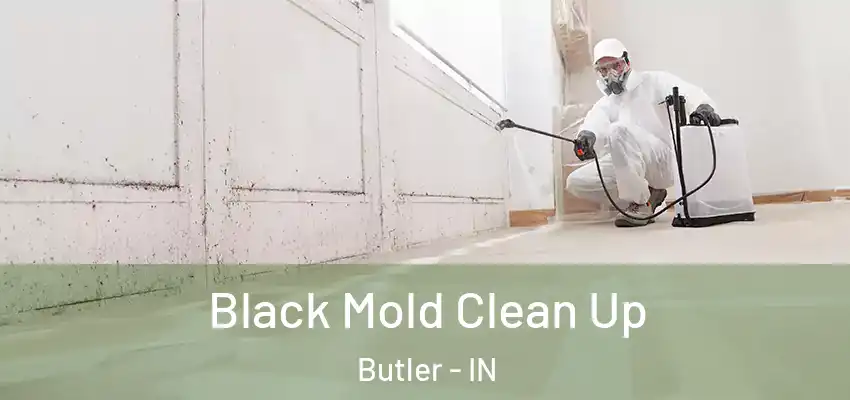  Black Mold Clean Up Butler - IN
