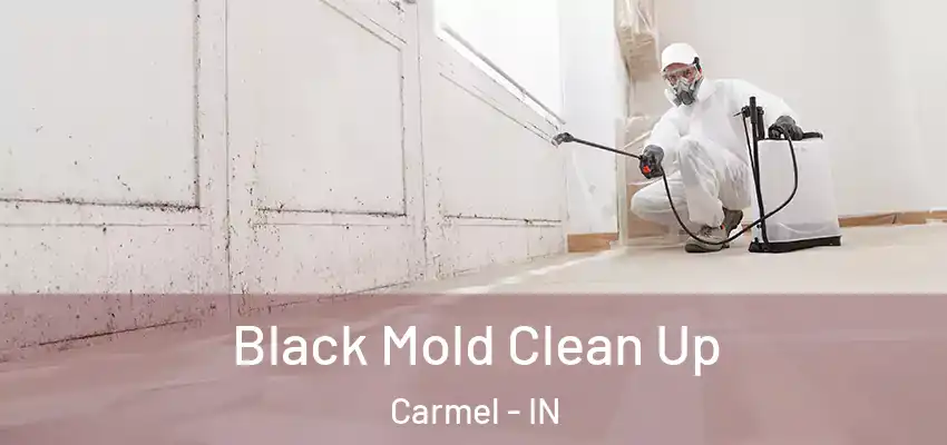  Black Mold Clean Up Carmel - IN