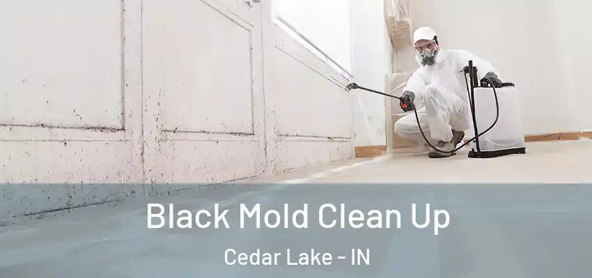  Black Mold Clean Up Cedar Lake - IN