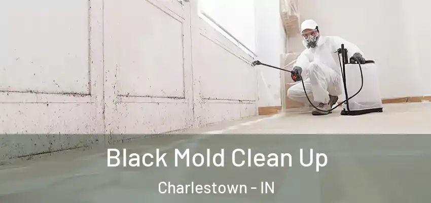  Black Mold Clean Up Charlestown - IN