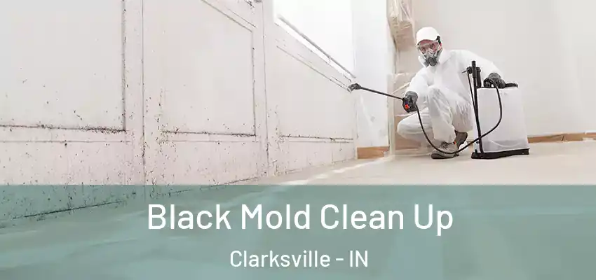Black Mold Clean Up Clarksville - IN
