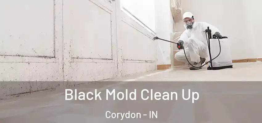  Black Mold Clean Up Corydon - IN
