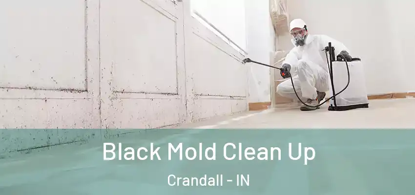  Black Mold Clean Up Crandall - IN