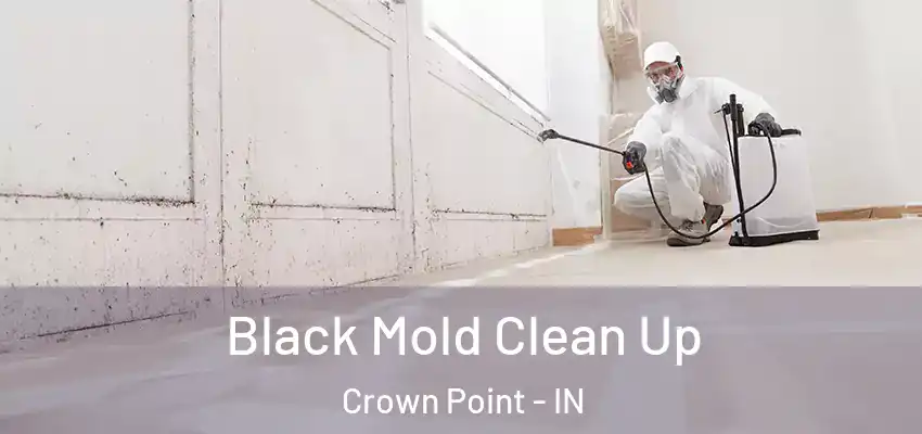  Black Mold Clean Up Crown Point - IN