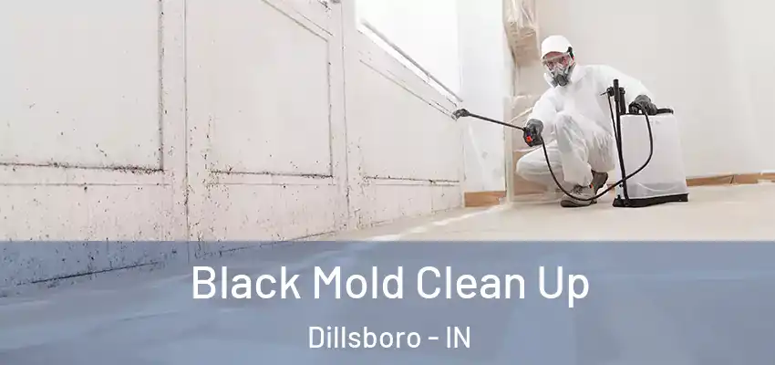 Black Mold Clean Up Dillsboro - IN