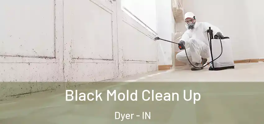 Black Mold Clean Up Dyer - IN