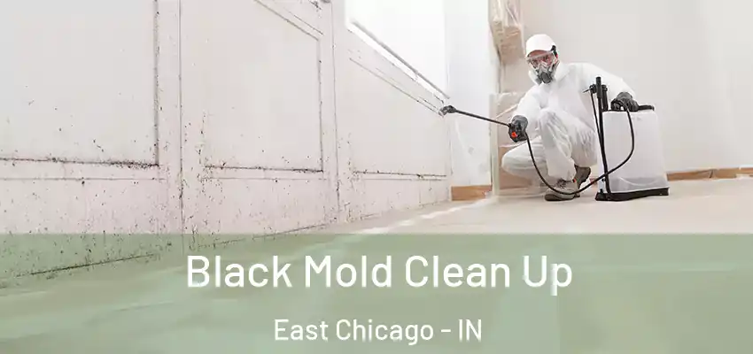 Black Mold Clean Up East Chicago - IN