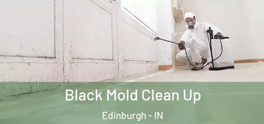  Black Mold Clean Up Edinburgh - IN