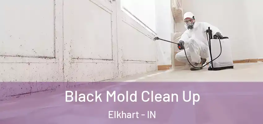 Black Mold Clean Up Elkhart - IN