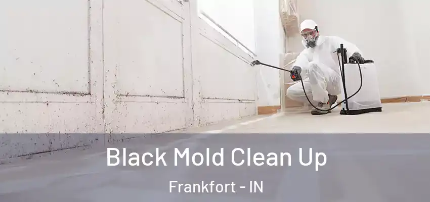  Black Mold Clean Up Frankfort - IN