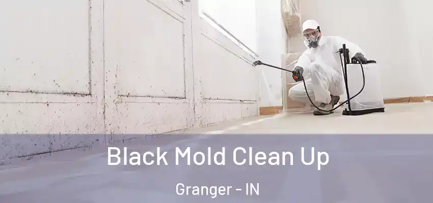 Black Mold Clean Up Granger - IN