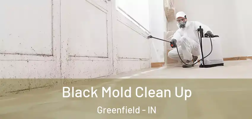  Black Mold Clean Up Greenfield - IN