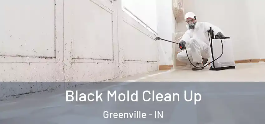 Black Mold Clean Up Greenville - IN