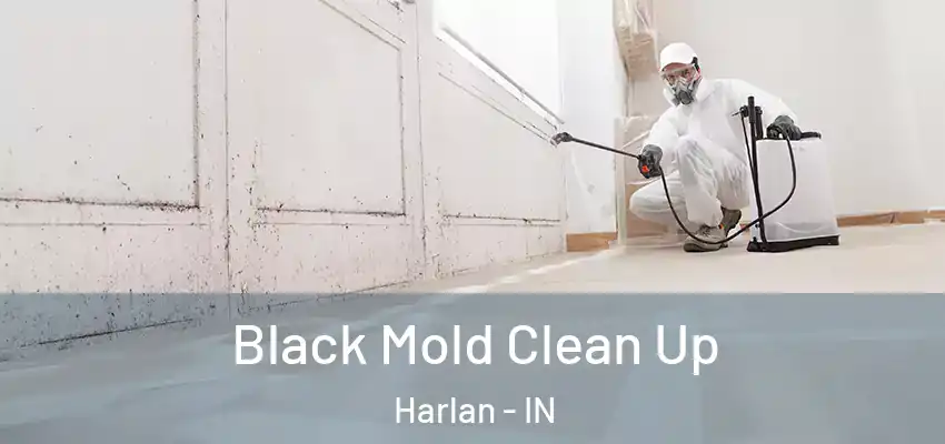  Black Mold Clean Up Harlan - IN