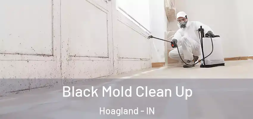  Black Mold Clean Up Hoagland - IN