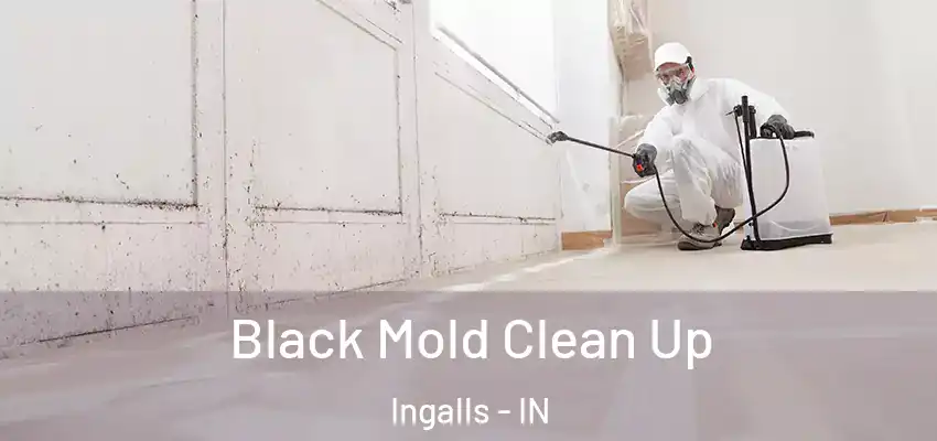  Black Mold Clean Up Ingalls - IN