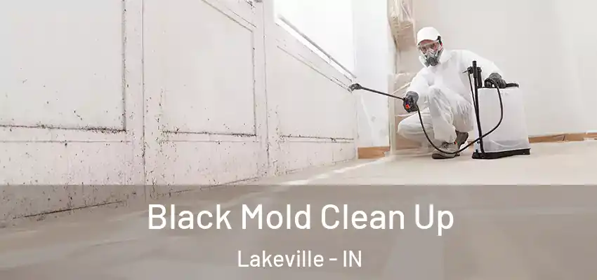  Black Mold Clean Up Lakeville - IN