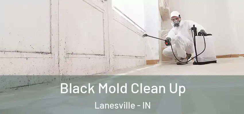  Black Mold Clean Up Lanesville - IN