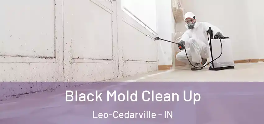  Black Mold Clean Up Leo-Cedarville - IN