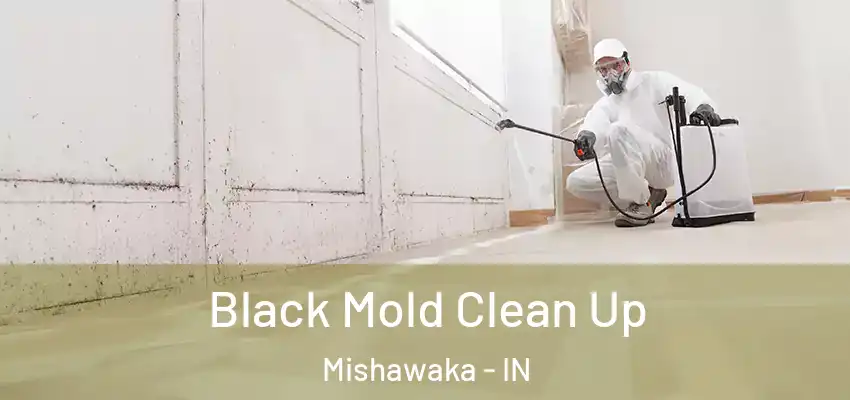 Black Mold Clean Up Mishawaka - IN