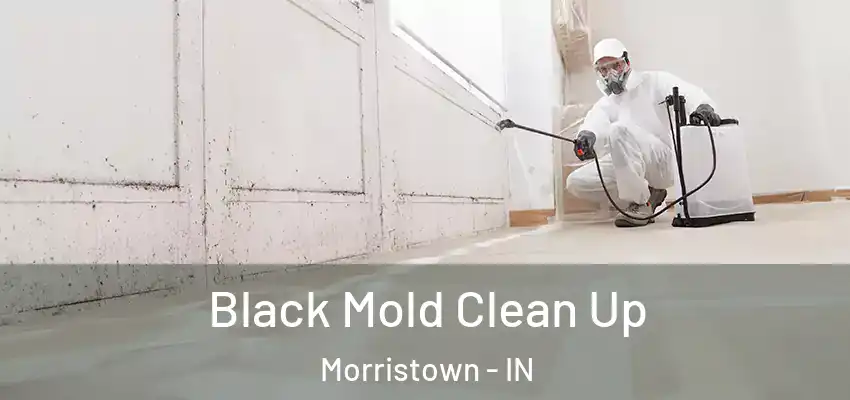  Black Mold Clean Up Morristown - IN