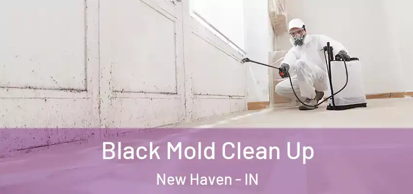  Black Mold Clean Up New Haven - IN