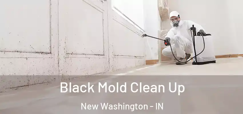 Black Mold Clean Up New Washington - IN