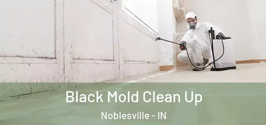  Black Mold Clean Up Noblesville - IN