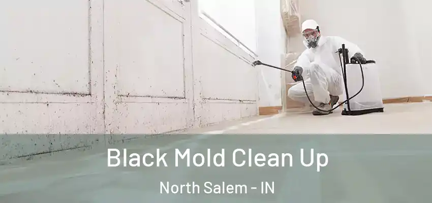 Black Mold Clean Up North Salem - IN