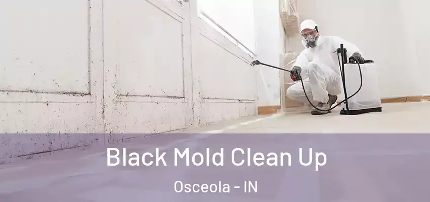 Black Mold Clean Up Osceola - IN