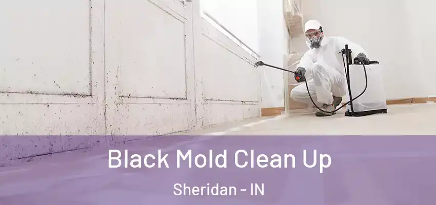 Black Mold Clean Up Sheridan - IN