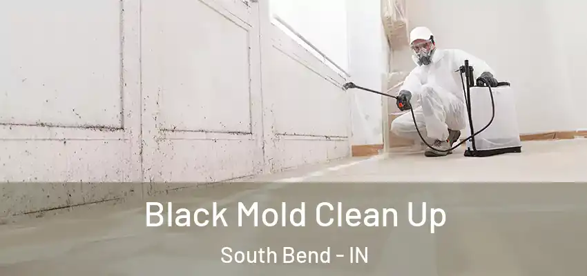 Black Mold Clean Up South Bend - IN