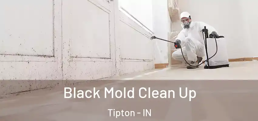 Black Mold Clean Up Tipton - IN