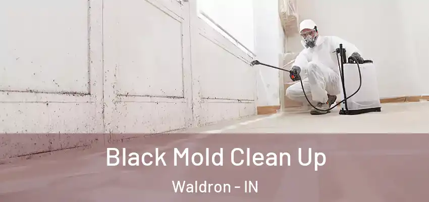  Black Mold Clean Up Waldron - IN