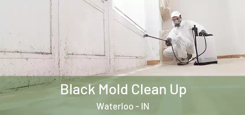  Black Mold Clean Up Waterloo - IN