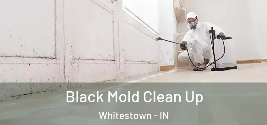 Black Mold Clean Up Whitestown - IN