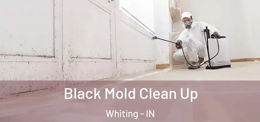 Black Mold Clean Up Whiting - IN