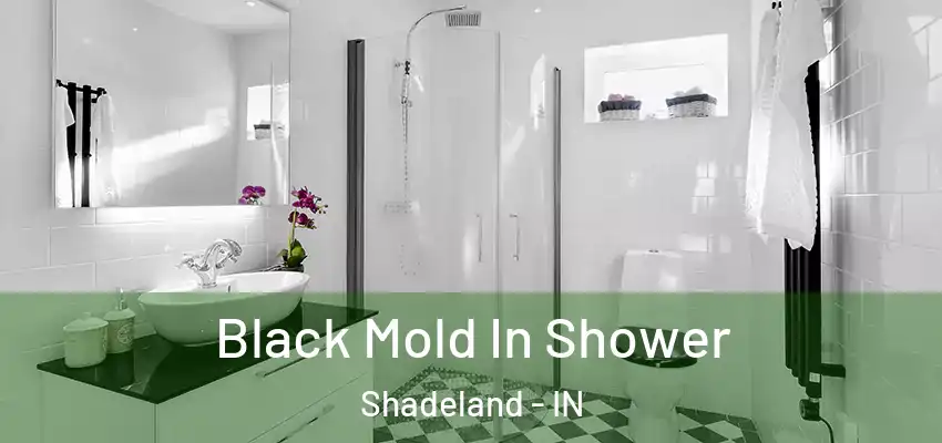 Black Mold In Shower Shadeland - IN