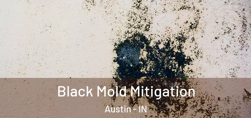  Black Mold Mitigation Austin - IN