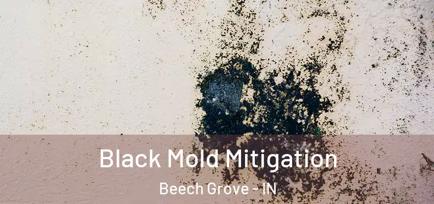  Black Mold Mitigation Beech Grove - IN