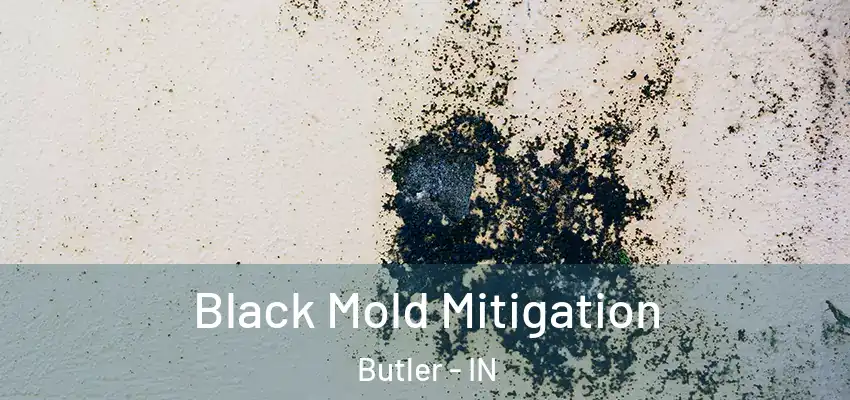  Black Mold Mitigation Butler - IN