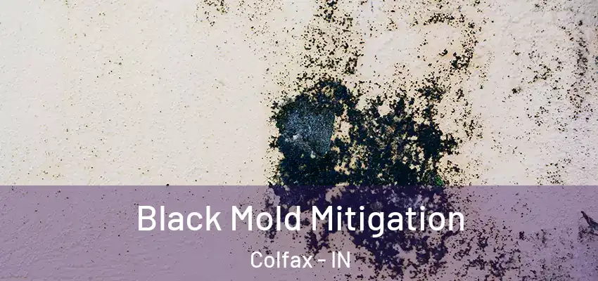 Black Mold Mitigation Colfax - IN