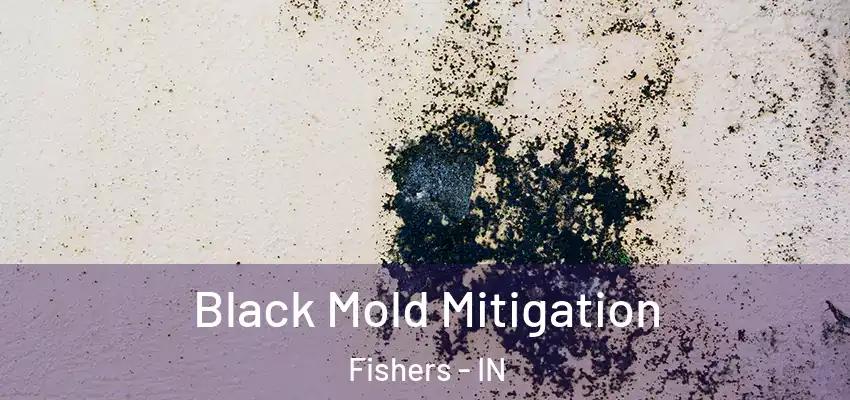  Black Mold Mitigation Fishers - IN