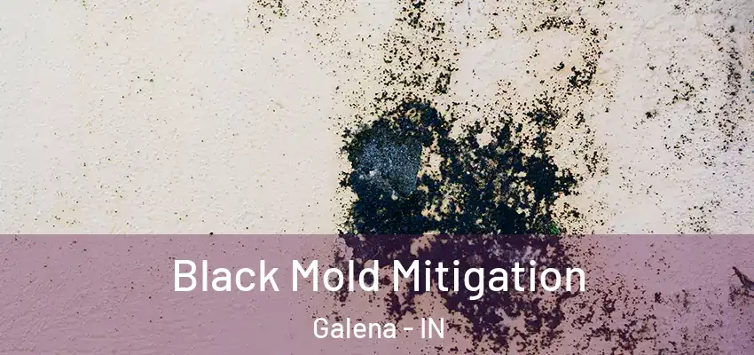  Black Mold Mitigation Galena - IN