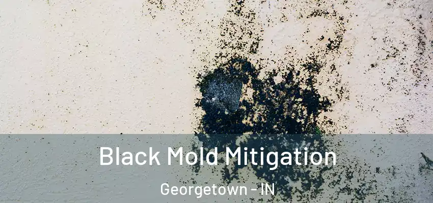  Black Mold Mitigation Georgetown - IN