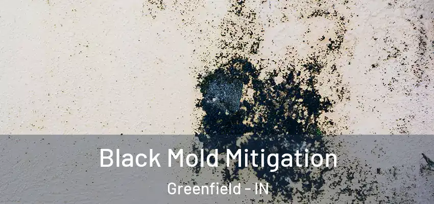  Black Mold Mitigation Greenfield - IN