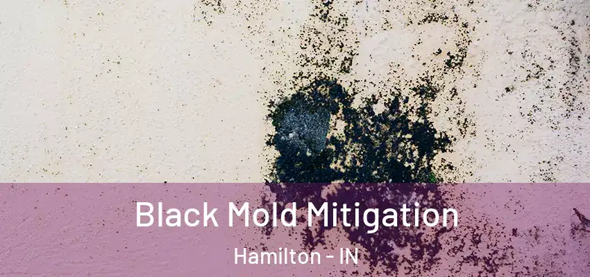  Black Mold Mitigation Hamilton - IN